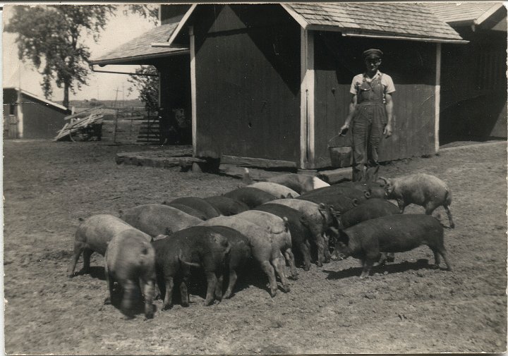 0412.jpg - Ray feeding hogs  1943  [see 0270]