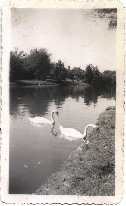 0499.jpg - Swans  1942