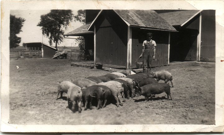 0798.jpg - Ray Roth feeding hogs.  1944c