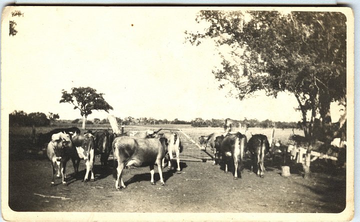 0887.jpg - Herd of cows, 1918c