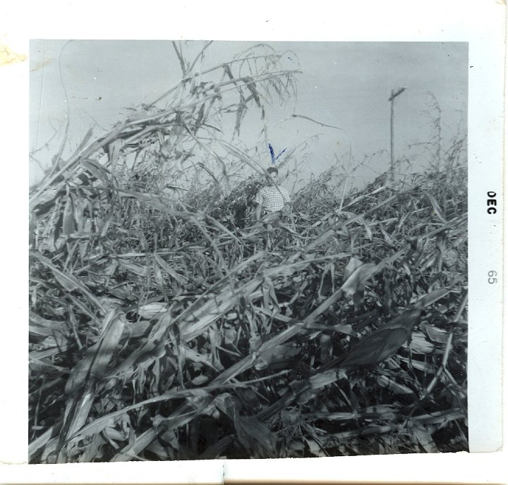 0945.jpg - Earl Zickafoose's corn blown down by tornado.  Reynolds standing in center.  1965