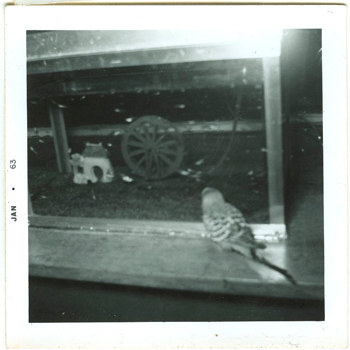 0970.jpg - Perky, the parakeet at the fish tank.  1963.