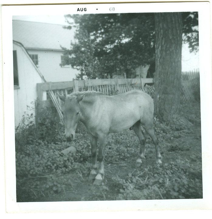 0988.jpg - Colt  1968