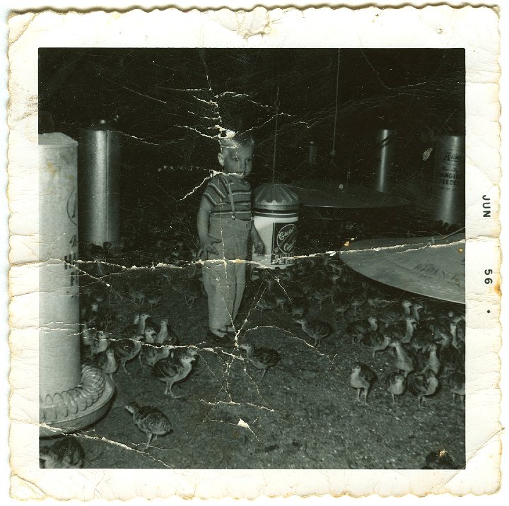 1071.jpg - Reynolds Roth with the turkeys  1956