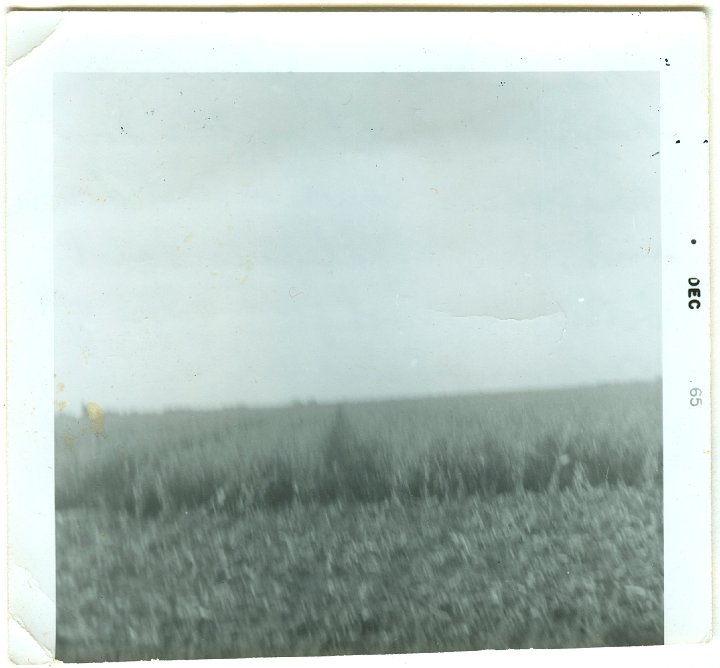 1129.jpg - "This is Harlan Johnson's highbred field. Notice how the male rows went down and the female stood alot better but not good.  None of this picked either"  1965