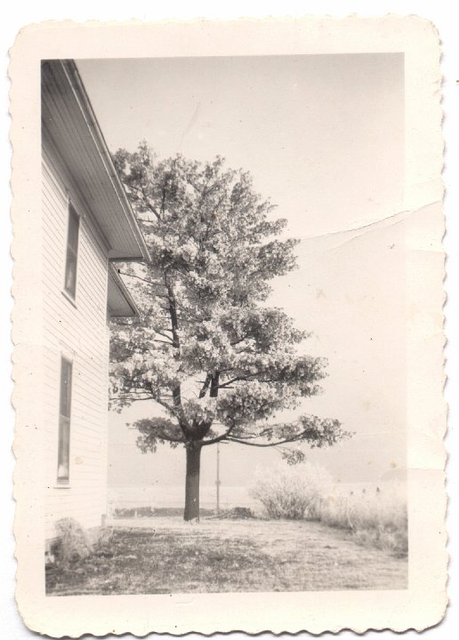 1527.jpg - Frosted pine tree  1936c