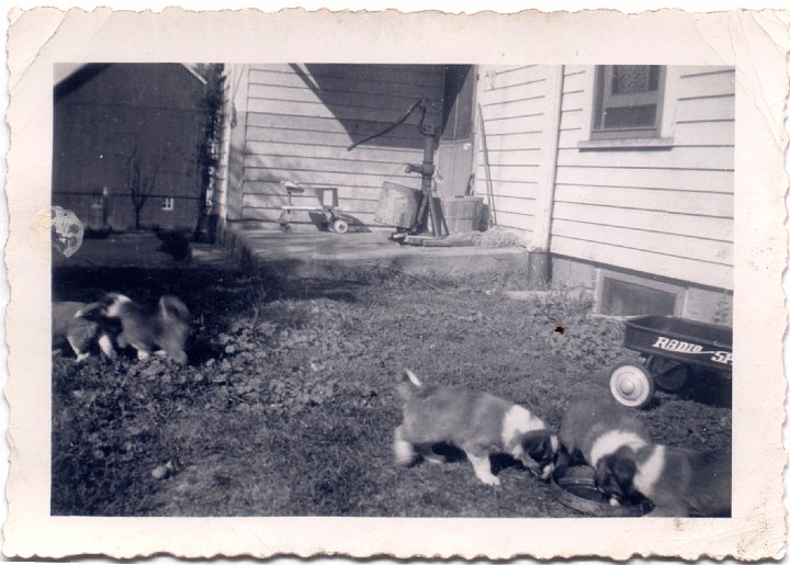 1531.jpg - Puppies behind the house.  1946