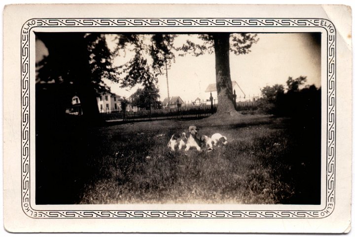 1545.jpg - puppies, 1940c