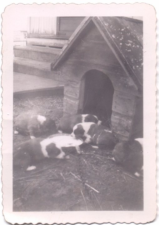 1553.jpg - puppies.  1943c