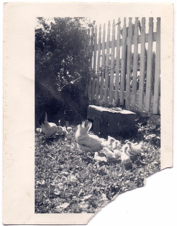 1562.jpg - Hen & chicks.  1946c