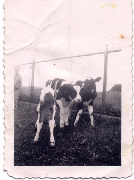 1573.jpg - 3 calves.  1956c