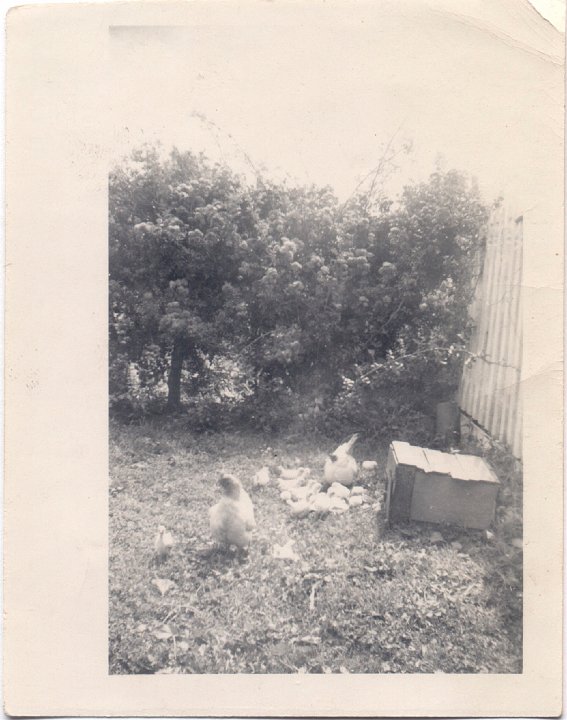 1575.jpg - Hen & chicks.  1944c