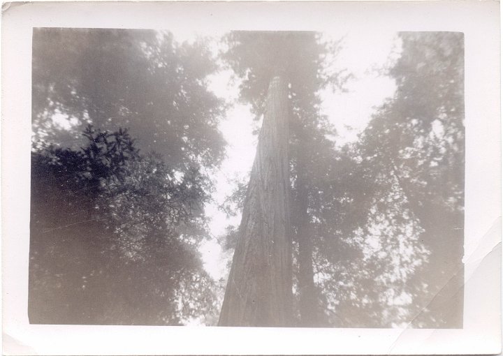 1719.jpg - Redwoods1956c