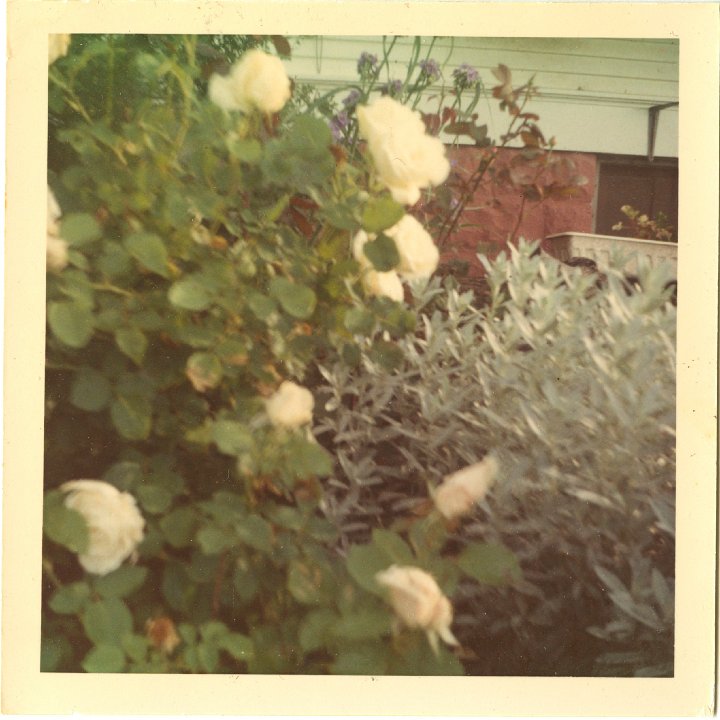 1223.jpg - Edna's Roses, 1967c