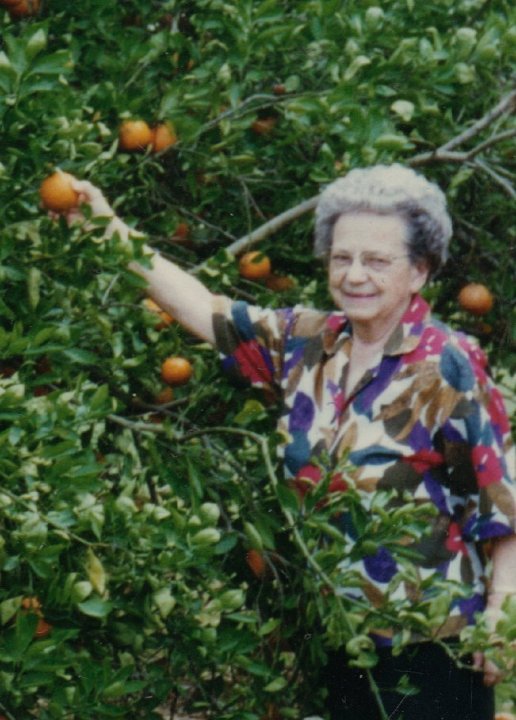 1954.jpg - Edna Roth in Florida picking oranges.