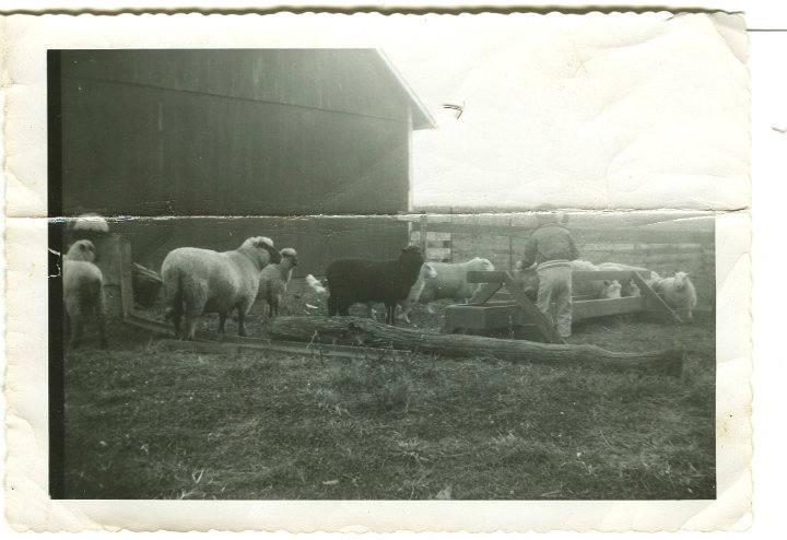 1011.jpg - Ray Roth feeding the sheep with one black sheep in center.  1954c