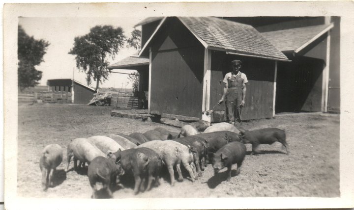 0270.jpg - Ray Roth Feeding hogs [see 0411]  1943