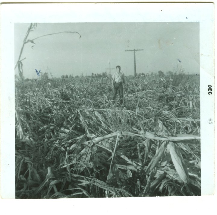 0984.jpg - Reynolds Roth standning in Earl Zickafoose's field of downed corn.  1965