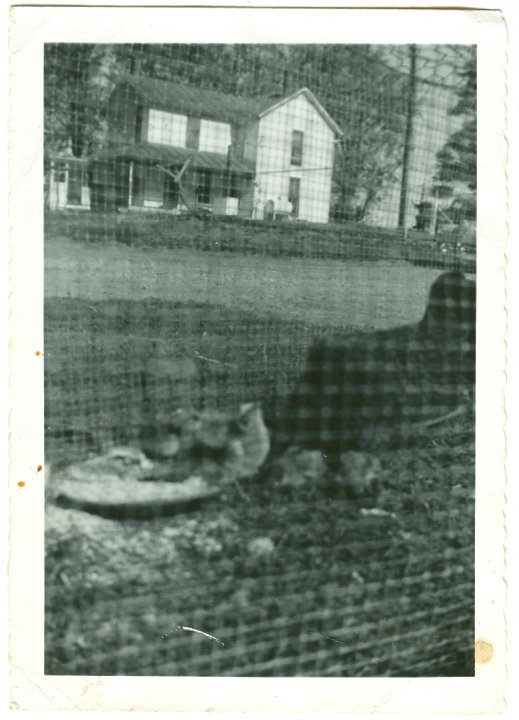 1013.jpg - Little chicks.  Farmhouse where Ray & Edna Roth lived [from 1952 - 1961c]