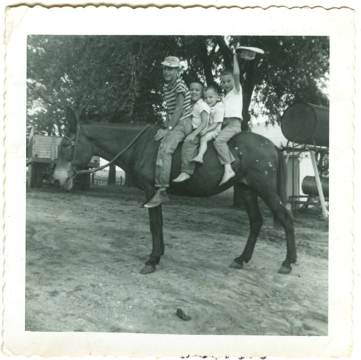 1146.jpg - Fred Roth, Danny Trevino, Reynolds & Lynn Roth on Kate the mule.  1958