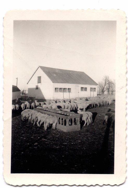 1552.jpg - Ray Roth's sheep.  1946c