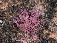 Cryptobiotic soil crust  Cryptobiotic soil crust is a living groundcover that forms the foundation of high desert plant life throughout canyon country. This knobby, black crust is dominated by cyanobacteria, but also includes lichens, mosses, green algae, microfungi and bacteria.