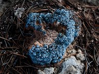 Blue gems on the ground  Natural Bridges, desert plant doing its part to build the soil.